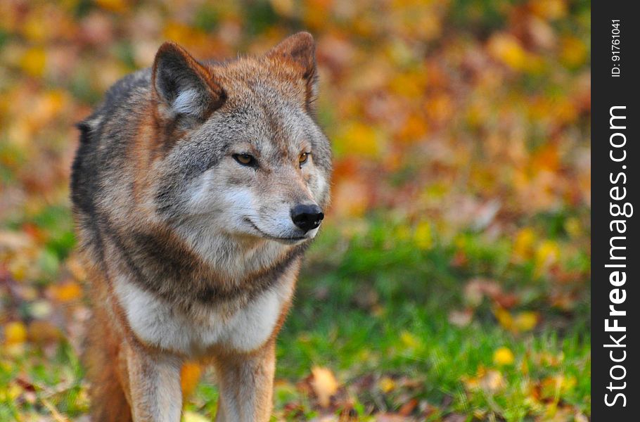 Closeup portrait of brown and white wolf with blurred background of Autumn colors (leaves). Closeup portrait of brown and white wolf with blurred background of Autumn colors (leaves).