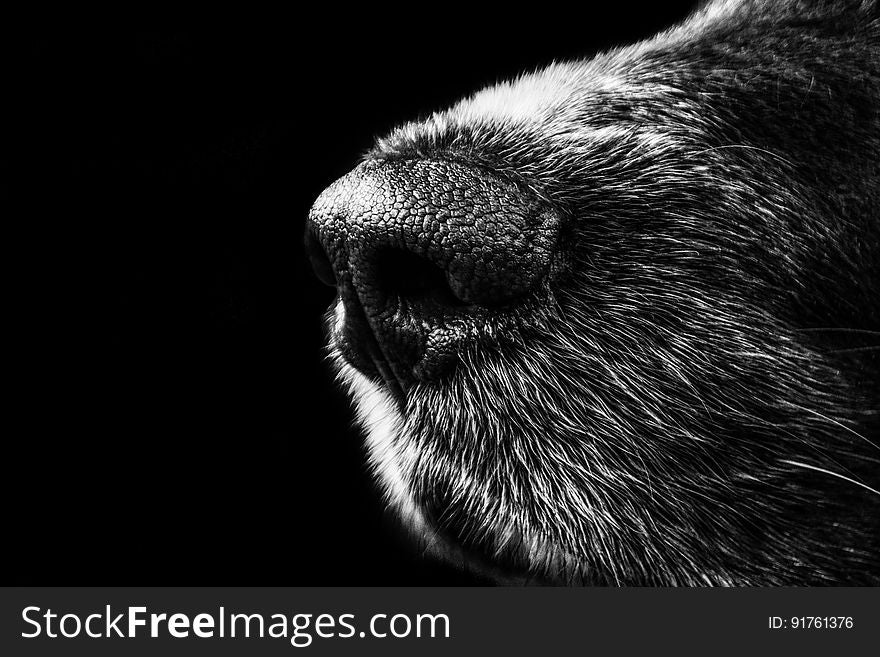 A close up of a dog's nose in black and white. A close up of a dog's nose in black and white.