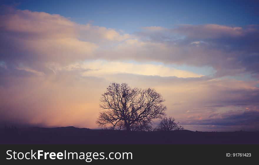 A tree against the sky at sunset or sunrise. A tree against the sky at sunset or sunrise.