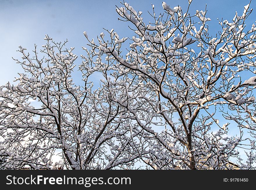 Snow-covered deciduous trees on a winter day. Snow-covered deciduous trees on a winter day.