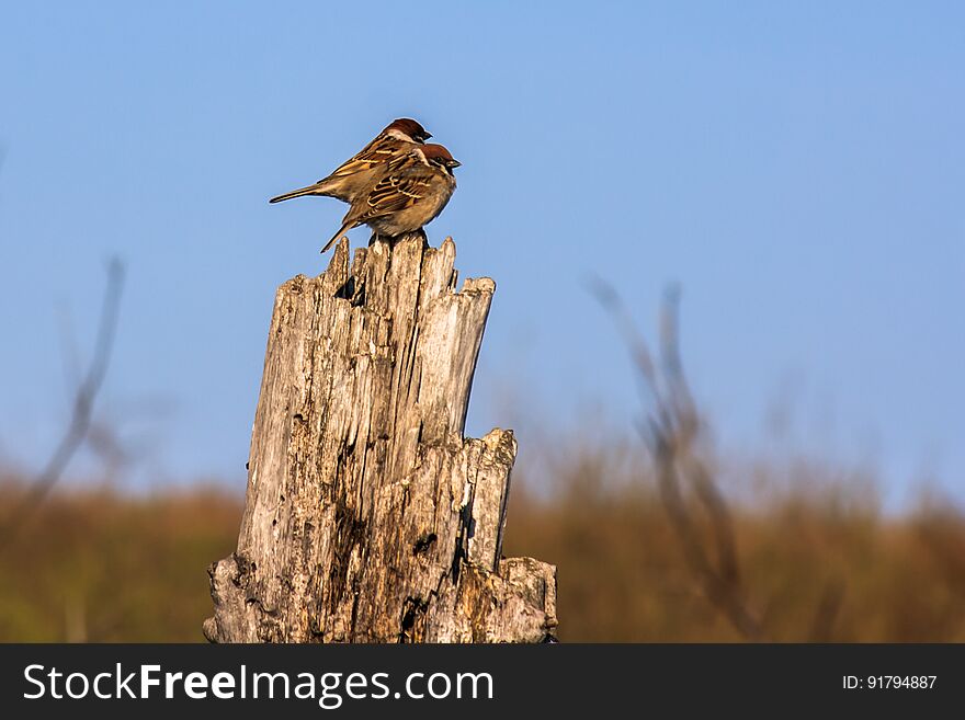 Two sparrows on a tree stump against the sky