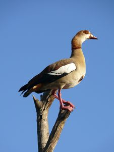 Wild Duck Stock Images Wild Duck Stock Images