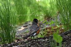 Birds In Central Park Royalty Free Stock Photography Birds In Central Park Royalty Free Stock Photography