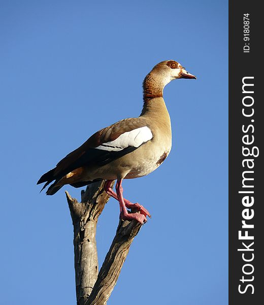 Colorful wild duck sitting on a tree with blue sky in background