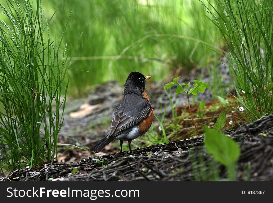 This was shot in the Central Park of New York City on April 30, 2009. The American robin is standing in the grass  of  the park. This was shot in the Central Park of New York City on April 30, 2009. The American robin is standing in the grass  of  the park.