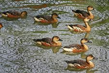 Ducks Royalty Free Stock Images
