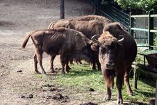 European Bison Royalty Free Stock Photography European Bison Royalty Free Stock Photography