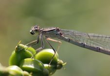Brown Dragon Fly Stock Photos Brown Dragon Fly Stock Photos