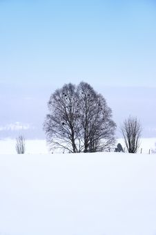 Lonely Tree Stock Images Lonely Tree Stock Images