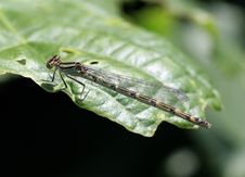 Dragon Fly On Leaf Edge Stock Photo Dragon Fly On Leaf Edge Stock Photo
