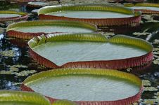 Victoria Regia Royalty Free Stock Photos Victoria Regia Royalty Free Stock Photos