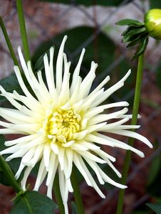 White Dahlia Flower Stock Photo White Dahlia Flower Stock Photo