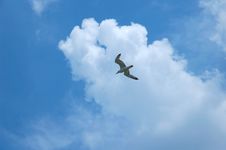 Sea Gull Stock Images