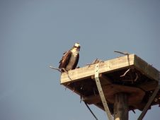 Osprey On Her Nest Royalty Free Stock Photos Osprey On Her Nest Royalty Free Stock Photos
