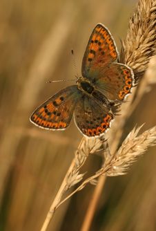 Sooty Copper Stock Image