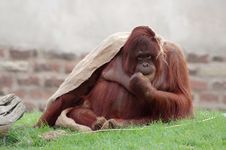 Orangutan Stock Photography