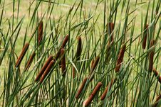 Cat Tails Stock Photo Cat Tails Stock Photo