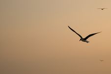 Seagull At Sunset Stock Photography