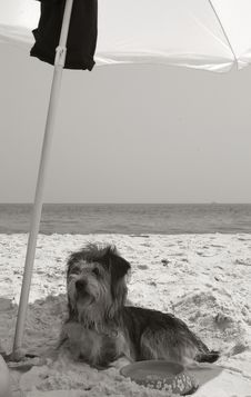 Dog On Beach Royalty Free Stock Image
