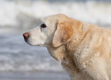 Labrador Royalty Free Stock Images