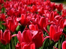 Tulips Stock Images Tulips Stock Images