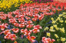Multicolored Flower-bed Of Tulips And Narcissi Stock Photos Multicolored Flower-bed Of Tulips And Narcissi Stock Photos
