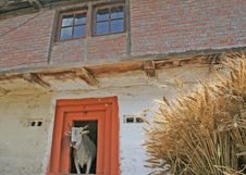 Free Holy Cow And Wheat Harvest And Remote Rural Mountain Habitat Royalty Free Stock Photos - 929748