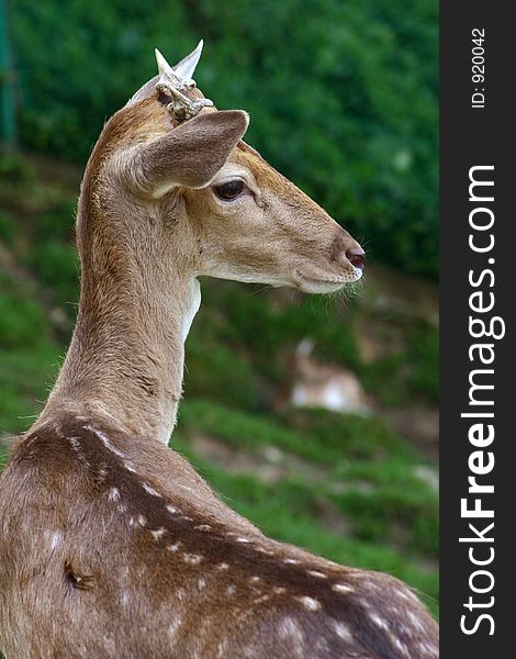 Deer close up in the park.