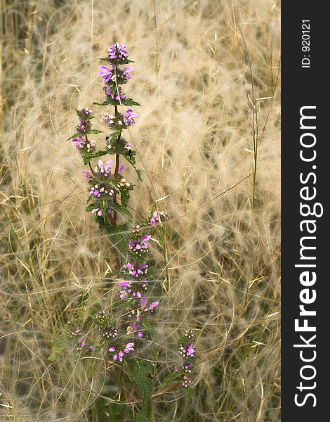Flowering plant among feather-grass. Flowering plant among feather-grass