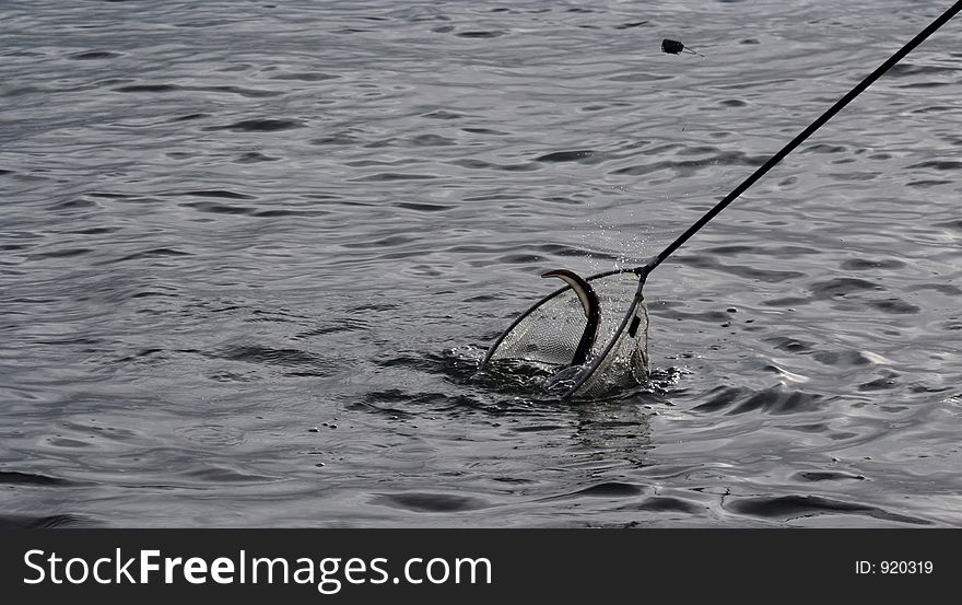 Fishing conger-eel