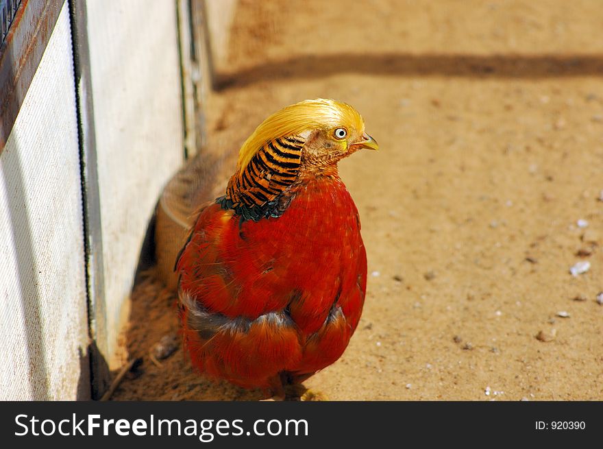 Golden Pheasant Close