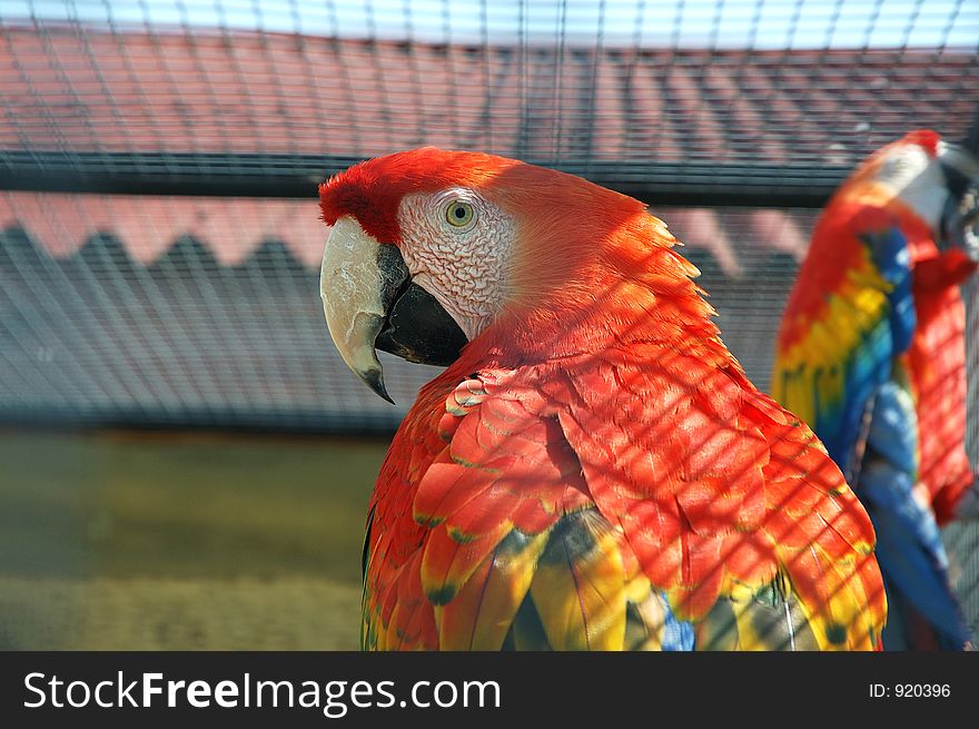 Macaw closeup