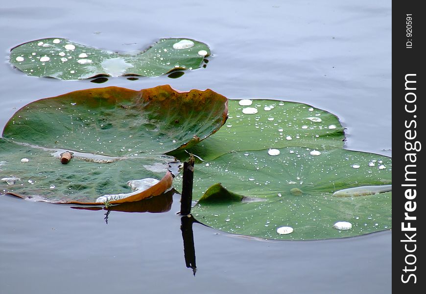 Waterlilly leaves on the lake. Waterlilly leaves on the lake