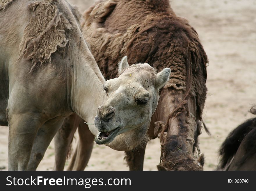 Dromedary camel at the Oliwa zoo in Gdansk, Poland. Dromedary camel at the Oliwa zoo in Gdansk, Poland