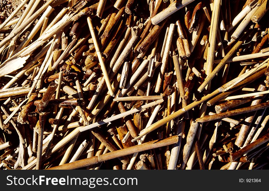 Reed on the beach. Reed on the beach