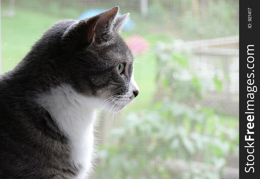 Housecat in Window. Housecat in Window