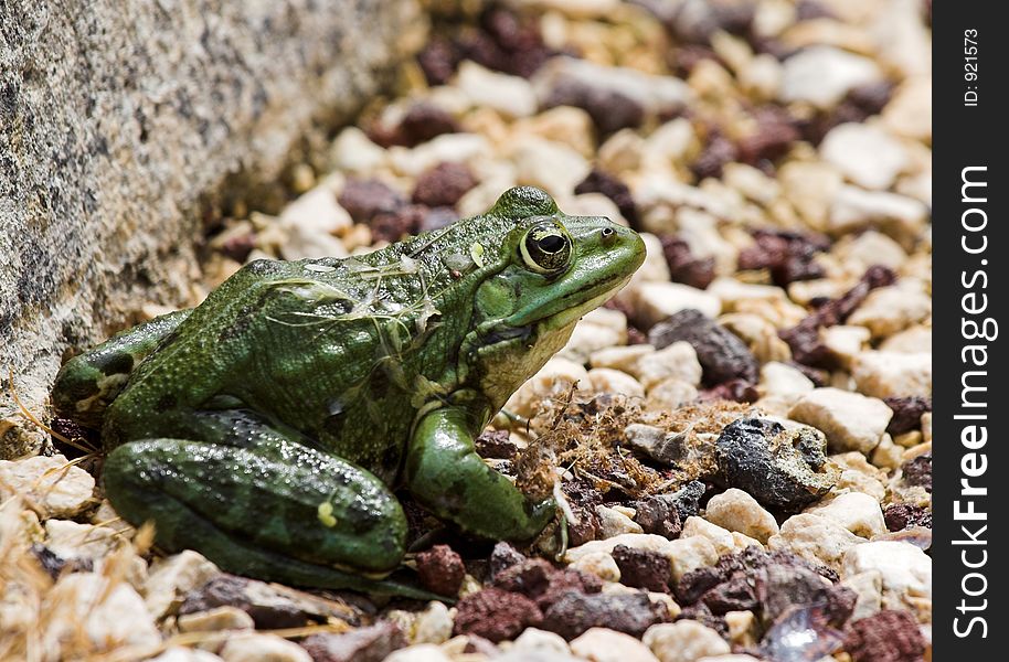 Frog on pebbles. Frog on pebbles