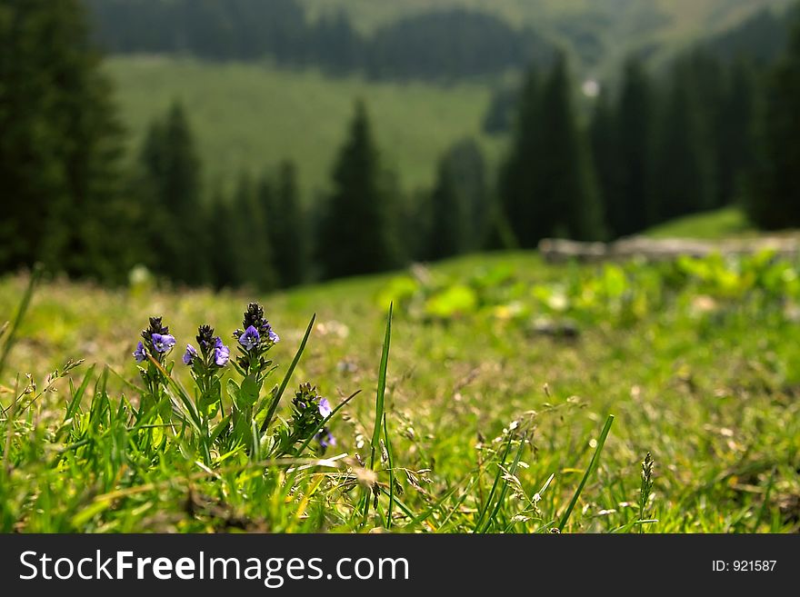 Delicate violet flowers in the grass landscape. Delicate violet flowers in the grass landscape