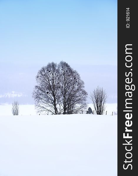 Photo of lonely tree in wintertime