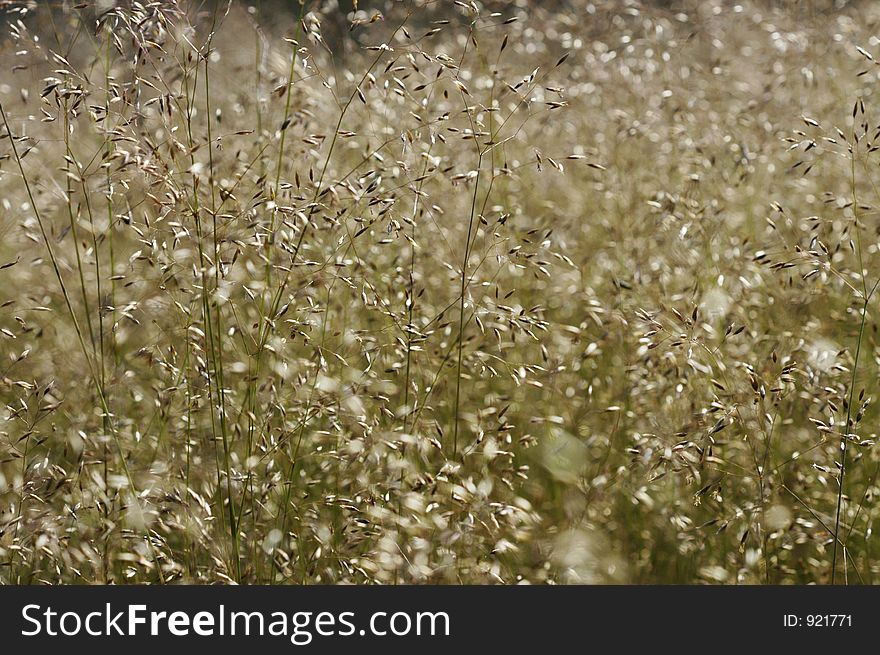 Dry summer grasses