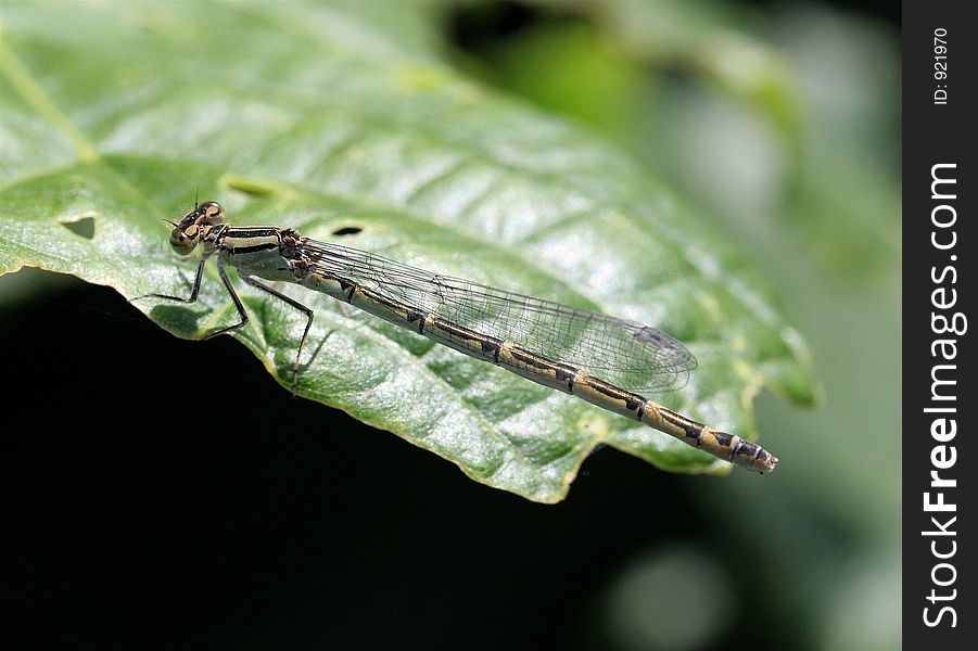 Dragon fly resting a the edge of a leaf. Dragon fly resting a the edge of a leaf