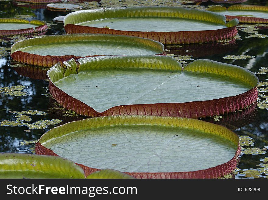 The genus Victoria represents the giant water lilies. The most famous, Victoria amazonica, is the largest of all the water lilies with leaves sometimes nearly 3 m in diameter, on stalks 7-8 m in length. Victoria is named after Queen Victoria. V. amazonica was once called Victoria regia, but the species name was superseded.