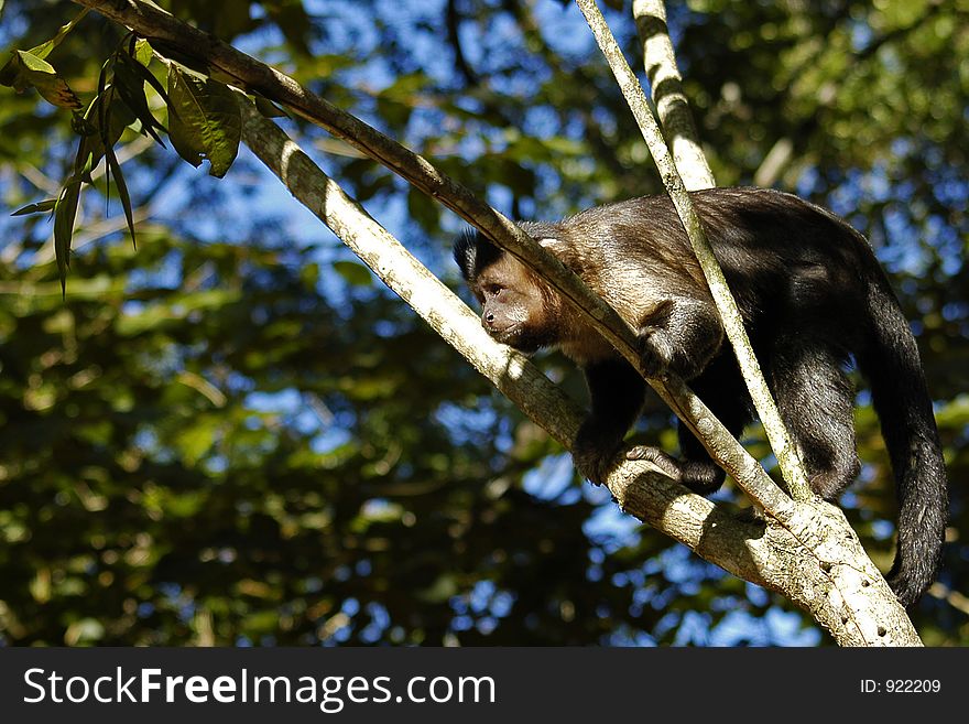 A monkey posing on a branch. A monkey posing on a branch