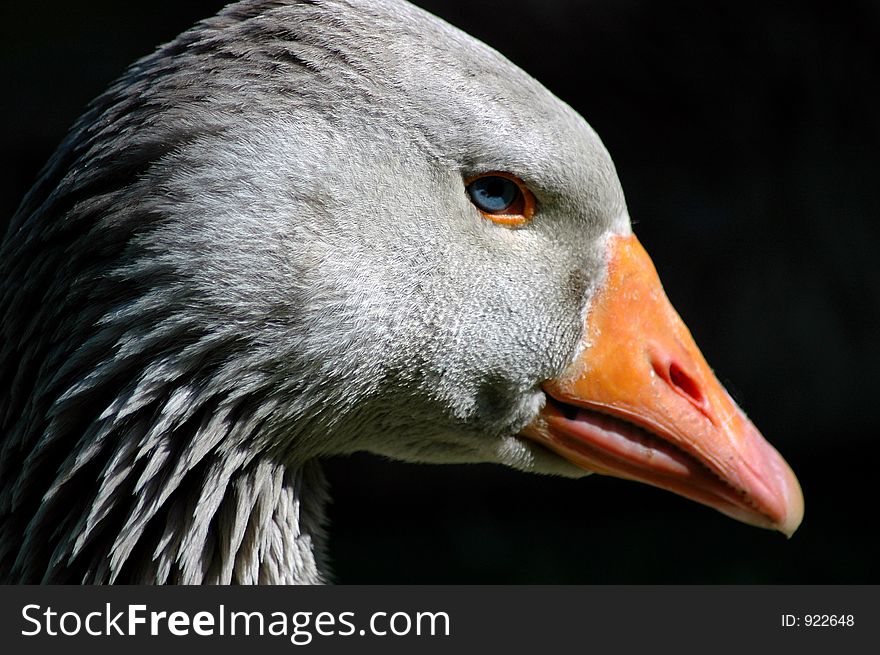 Close up image of a Greylag Goose.
