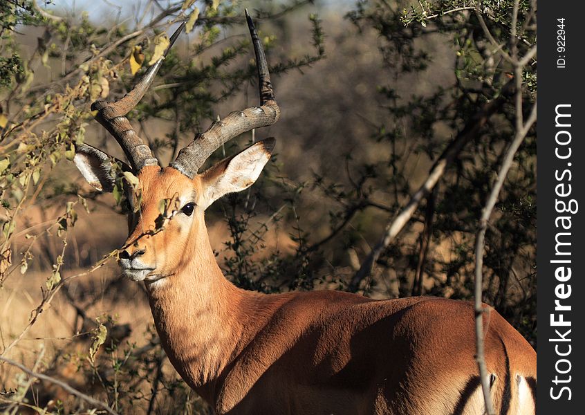 Impala in the wild looking at camera