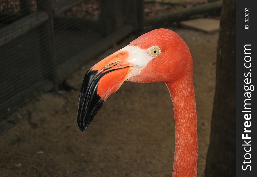 Caribbean Flamingo