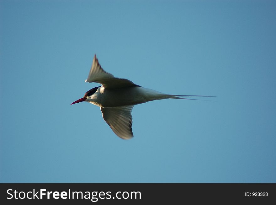Arctic tern (Tirrick) in the Shetland Islands