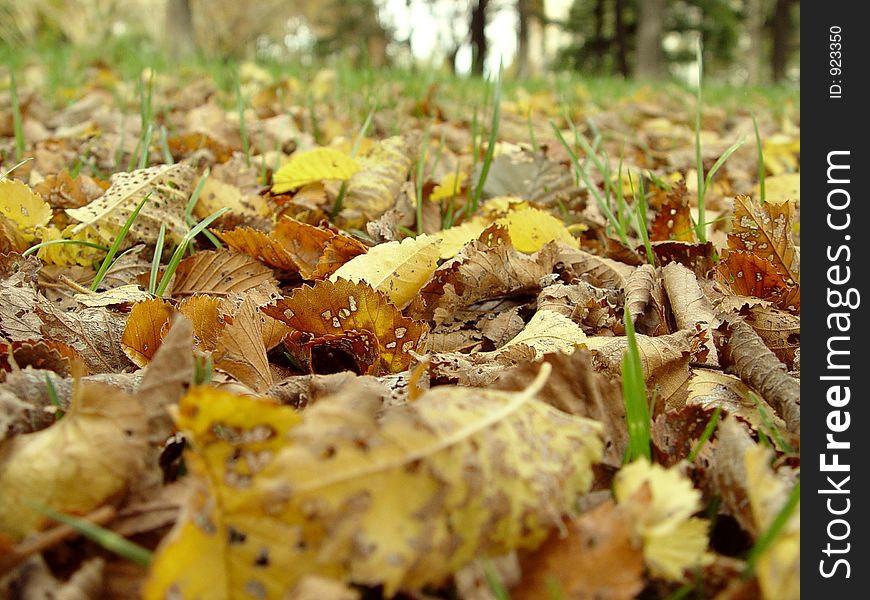 Colourful autumn leaves fallen on the ground in a park