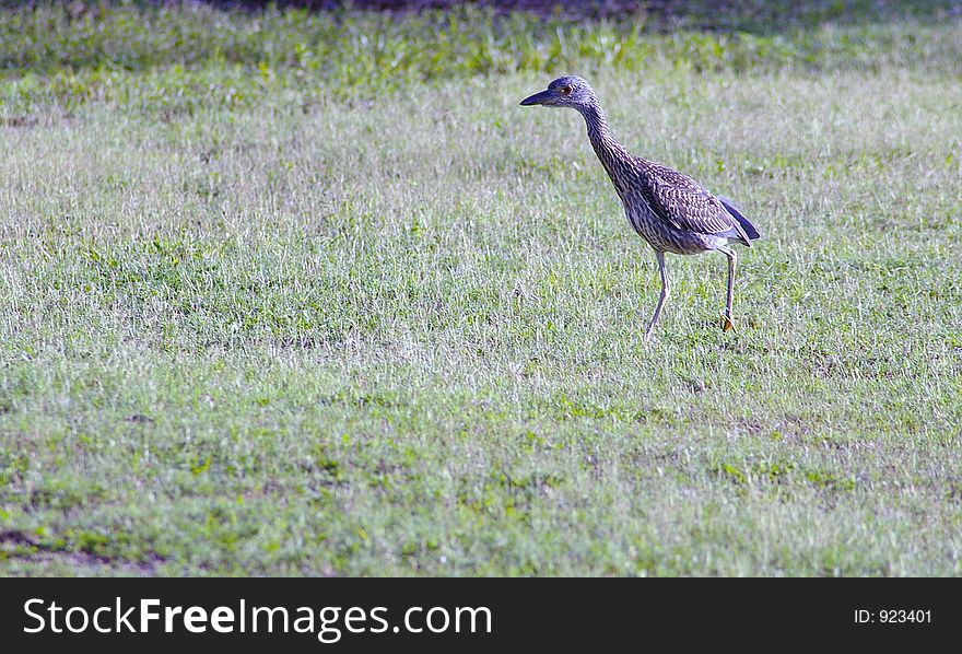 Immature Yellow Caped Night Heron Photographed at Largo Central Park, Largo FL. Immature Yellow Caped Night Heron Photographed at Largo Central Park, Largo FL