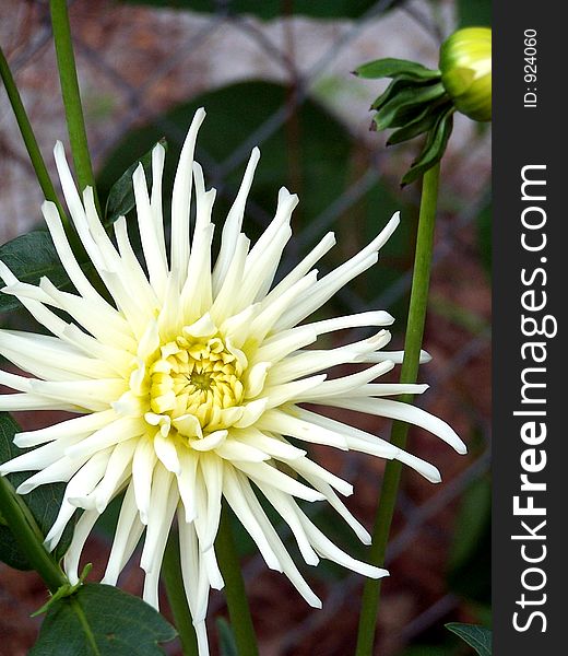White Dahlia flower